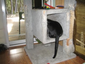 IMG_5609 (Large)